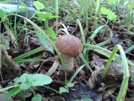 В Новорижском Эдеме неожиданно начался грибной сезон